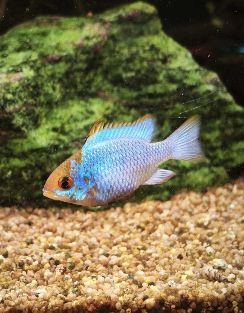 electric blue ramirezi small