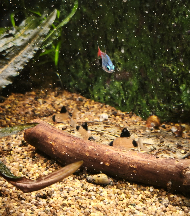 pandanachwuchs_small