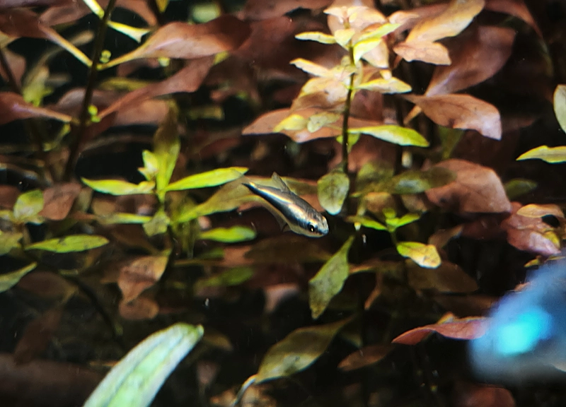 schw_neon04_small
