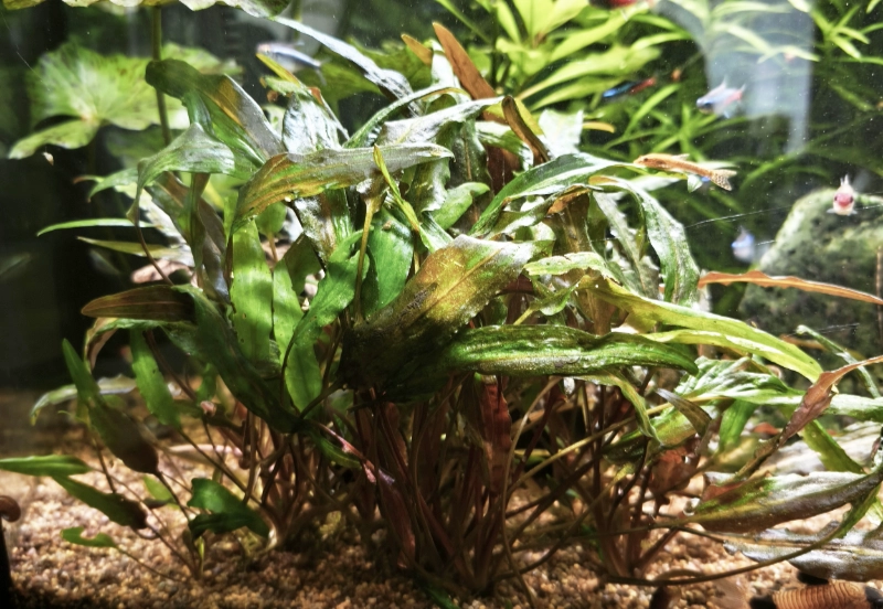 hydrocotyle leucocephalasmall