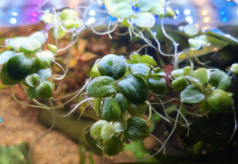 ludwigia palustrisssmall