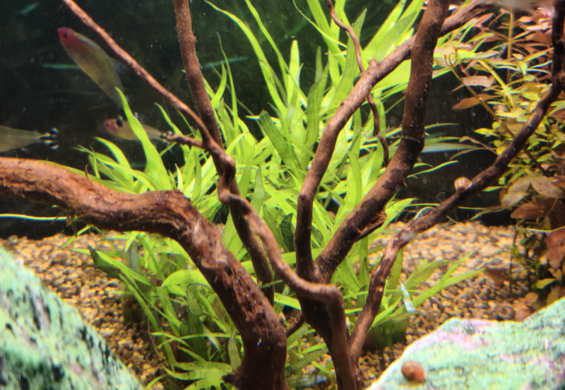 ludwigia palustrisssmall