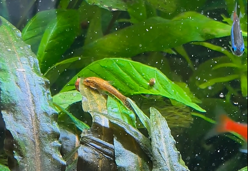kleiner_otocinclus_auf_blatt